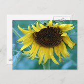Sonnenblume 2 postkarte (Vorne/Hinten)