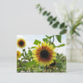 Sonnenblume 2 postkarte (Stehend Vorderseite)