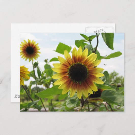 Sonnenblume 2 postkarte (Vorne/Hinten)