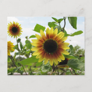 Sonnenblume 2 postkarte