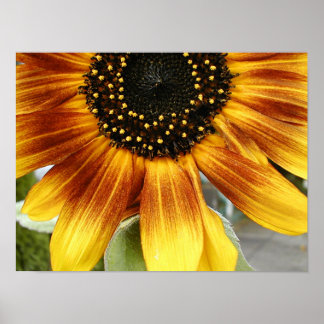 Sonnenblume 3 poster