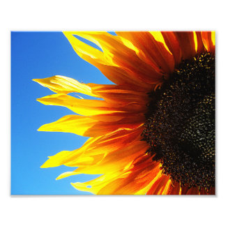 Sonnenblume Aflamme 10x8 Fotodruck