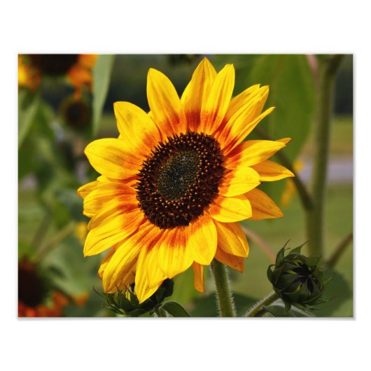 Sonnenblume aka Helianthus Fotodruck (Vorne)