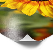 Sonnenblume aka Helianthus Fotodruck (Ecke)