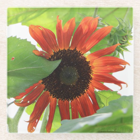 Sonnenblume am Nachmittag Glasuntersetzer (Vorderseite)