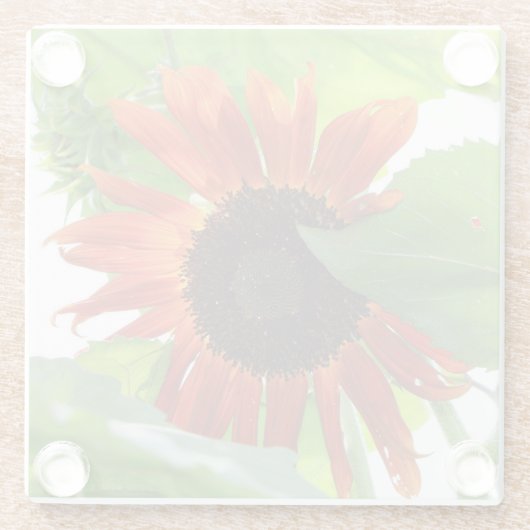 Sonnenblume am Nachmittag Glasuntersetzer (Rückseite)