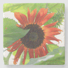 Sonnenblume am Nachmittag Steinuntersetzer