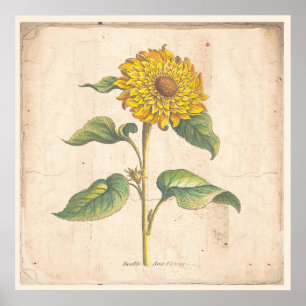 Sonnenblume-antikes botanisches Druck-Plakat Poster
