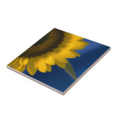 Sonnenblume auf blau fliese (Seite)