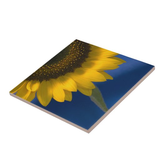 Sonnenblume auf blau fliese (Seite)