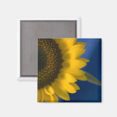 Sonnenblume auf blau magnet (Vorderseite/Rückseite)