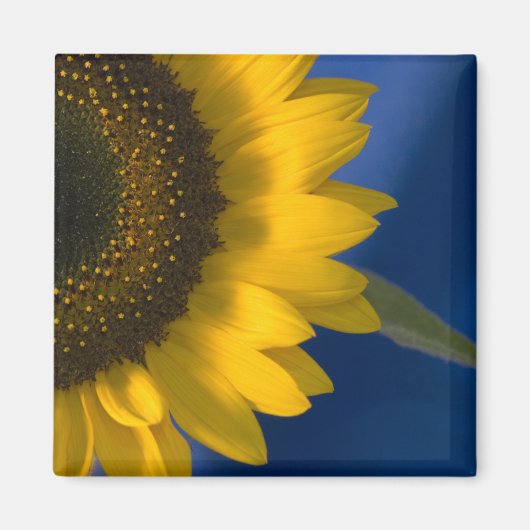 Sonnenblume auf blau magnet (Vorne)
