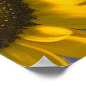 Sonnenblume auf blau poster (Ecke)