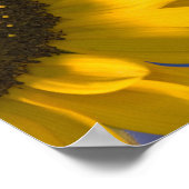 Sonnenblume auf blau poster (Ecke)
