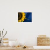 Sonnenblume auf blau poster (Küche)