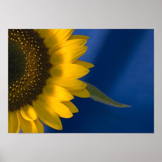 Sonnenblume auf blau poster (Vorne)