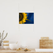 Sonnenblume auf blau poster (Küche)