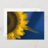 Sonnenblume auf blau postkarte (Vorne/Hinten)