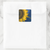Sonnenblume auf Blue Square Aufkleber (Tasche)