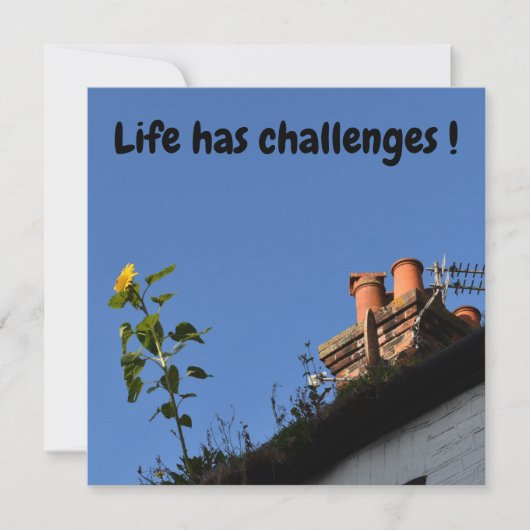 Sonnenblume auf dem Dach. (Vorderseite)