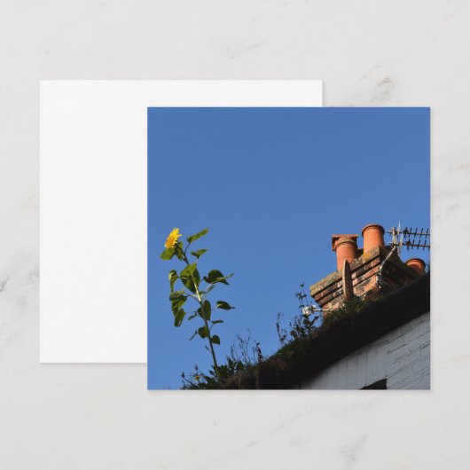 Sonnenblume auf dem Dach. (Vorne/Hinten)