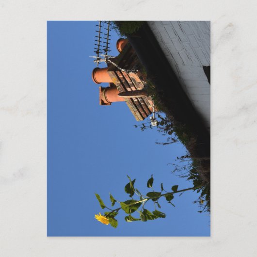 Sonnenblume auf dem Dach. Postkarte (Vorderseite)