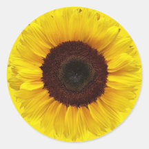 Sonnenblume auf Golden Yellow Round-Geschenkummel