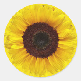 Sonnenblume auf Golden Yellow Round-Geschenkummel Runder Aufkleber