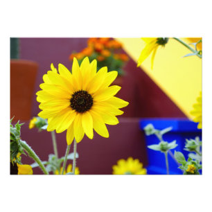 Sonnenblume auf meinem Innenhof Fotodruck