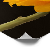 Sonnenblume auf schwarzem Poster (Ecke)