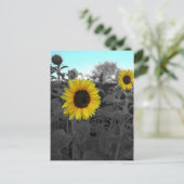 Sonnenblume aufgefärbt postkarte (Stehend Vorderseite)