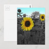 Sonnenblume aufgefärbt postkarte (Vorne/Hinten)
