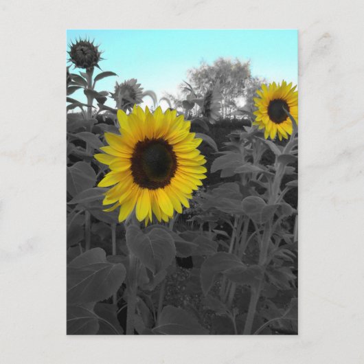 Sonnenblume aufgefärbt postkarte (Vorderseite)