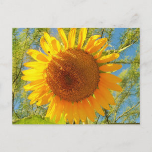 Sonnenblume aus dem sonnigen Arizona Postkarte