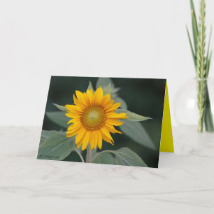 Sonnenblume Beauty Dankeskarte