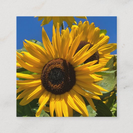 Sonnenblume Begleitkarte (Vorderseite)