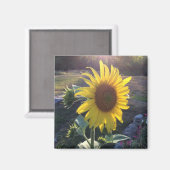 Sonnenblume bei Sonnenuntergang — Magnet (Vorderseite/Rückseite)