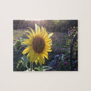 Sonnenblume bei Sonnenuntergang — Puzzle