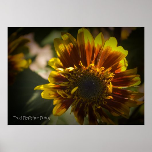 Sonnenblume Black Vignette Poster (Vorne)