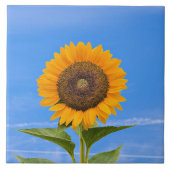 Sonnenblume, Blauer Himmel, Fliese (Vorderseite)