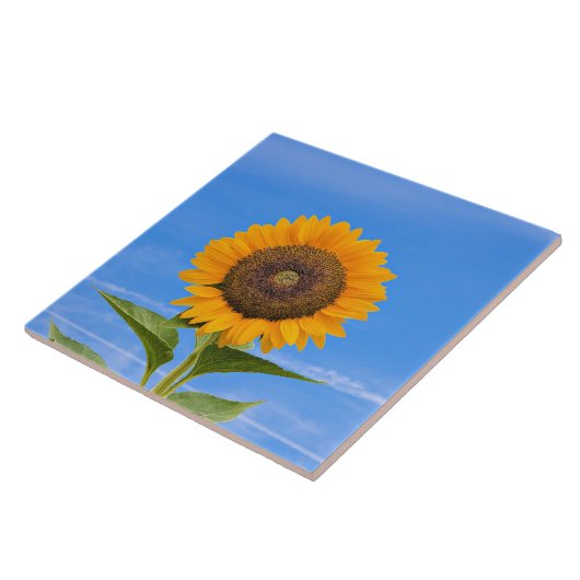Sonnenblume, Blauer Himmel, Fliese (Seite)