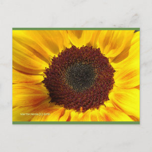 Sonnenblume   Blue Beach Song™ Postkarte