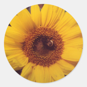 Sonnenblume Blume Blühen mit Hummelinsekt Runder Aufkleber