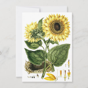 SONNENBLUME BLUME Botanische Leere Party-Einladung Einladung