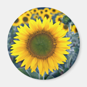 Sonnenblume-Blumen Magnet