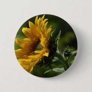 Sonnenblume-Blumenblatt-Blütenstaub-Gelb Button