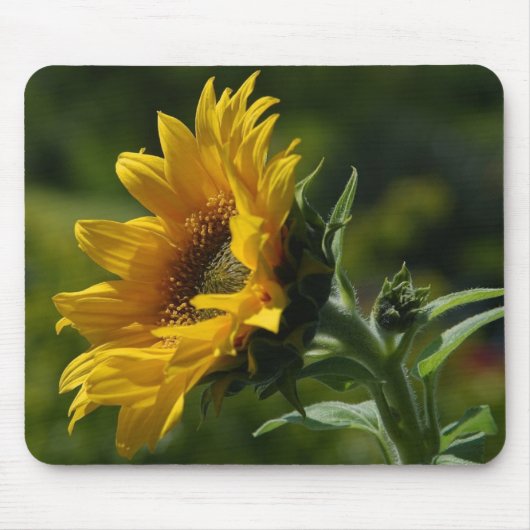 Sonnenblume-Blumenblatt-Blütenstaub-Gelb Mousepad (Vorne)
