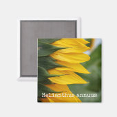 Sonnenblume Botanisches Magnet (Vorderseite/Rückseite)