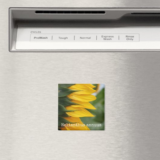 Sonnenblume Botanisches Magnet (In Situ (Geschirrspüler))