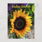 Sonnenblume Bouquet Botanische fotografische Flora Postkarte (Vorderseite)